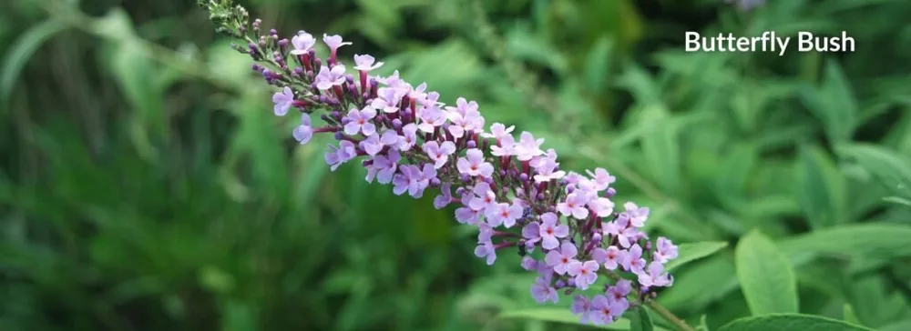 Choose plants for your property