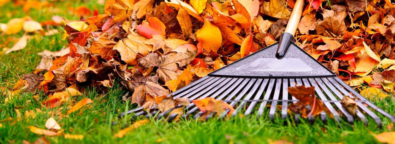 Leaf Removal Charlotte NC | Urban Landscape & Construction 4 Leaf Removal Charlotte NC | Urban Landscape & Construction Urban Landscape & Construction
