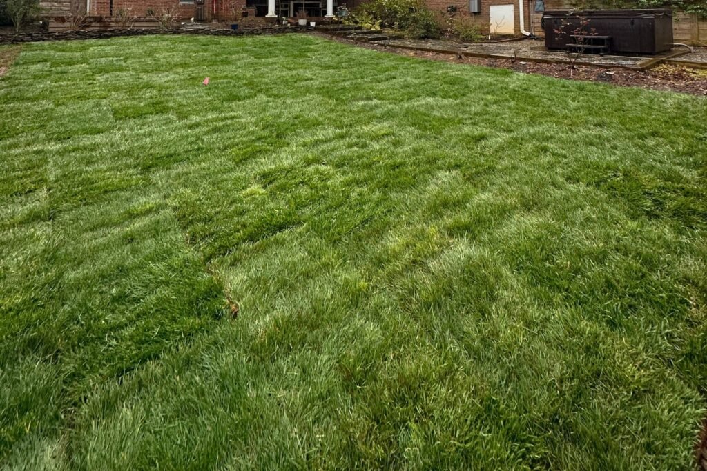 Lush Backyard Transformation – Project 7 Fresh green sod lawn in a residential backyard