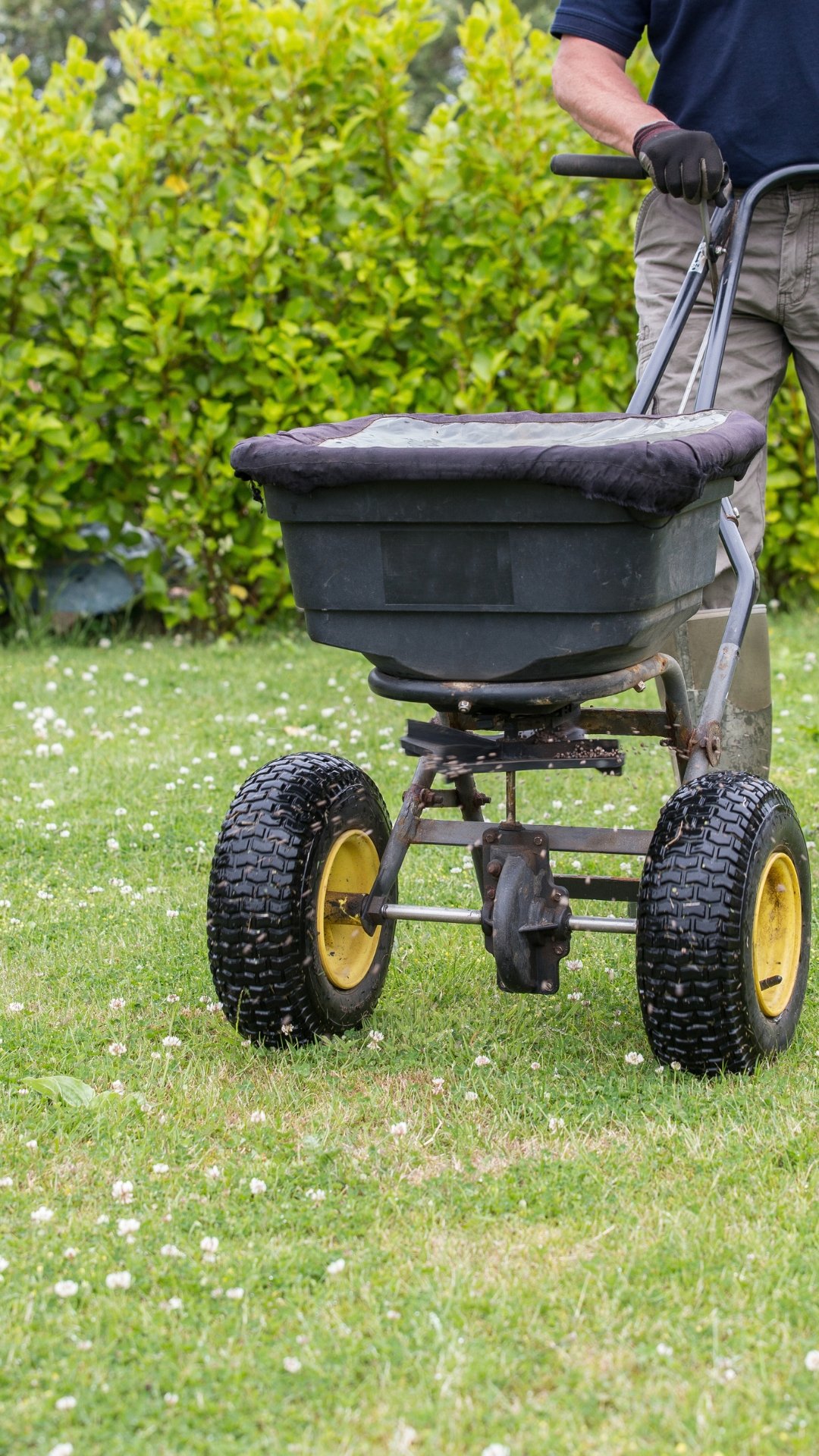 A broadcast spreader being pushed across an existing lawn