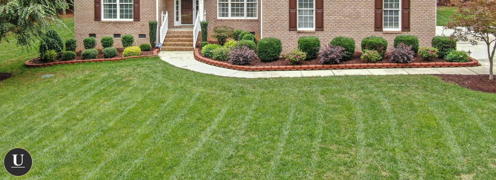 Overseeded lawn in charlotte nc