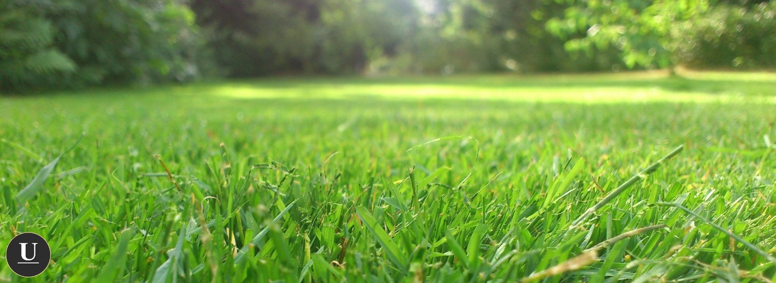 Overseeding charlotte NC