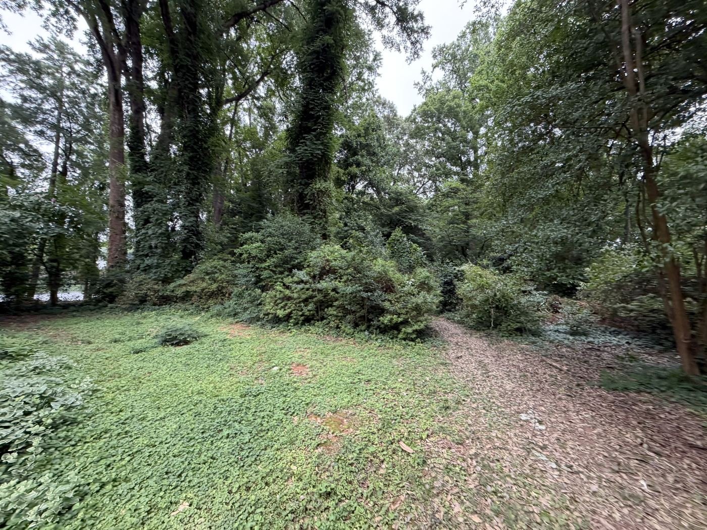 Selective Land Clearing & Brush Removal in Mint Hill, NC 3 Dense brush and vines around mature trees before land clearing in Mint Hill