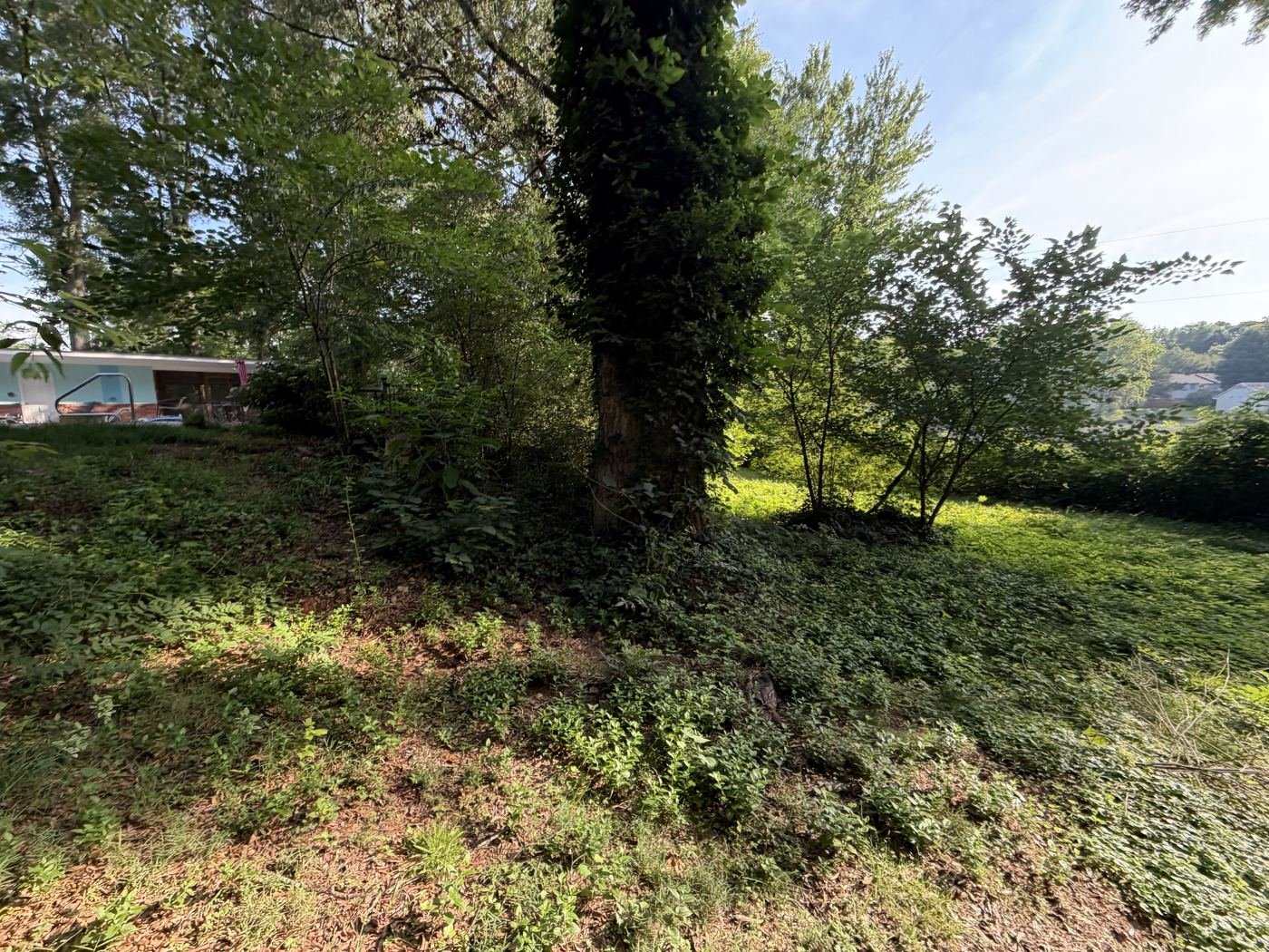 Thick groundcover and undergrowth surrounding a tree at the Mint Hill property