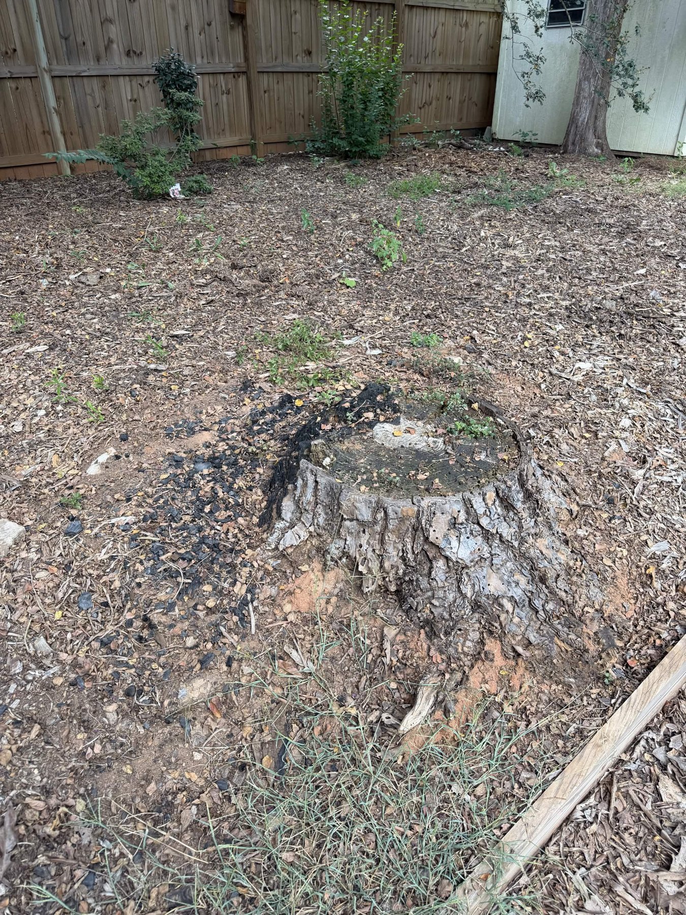 Tree stump in the backyard before Urban ground it down